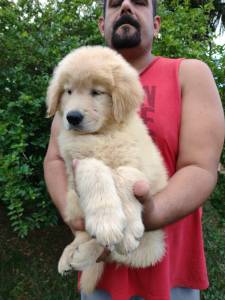 Filhotes Golden retriever padro show pedigree e garantia