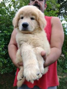 Filhotes de golden retriever com pedigree