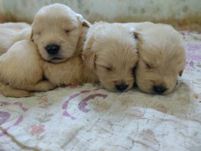 Filhotes de golden retriever com pedigree