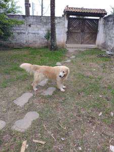 Filhotes de golden retriever com pedigree