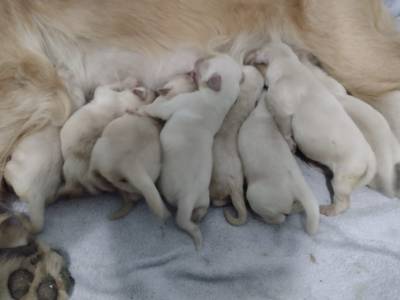 Filhotes de golden retriever com pedigree