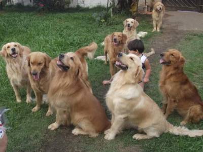 Filhotes de golden retriever com pedigree