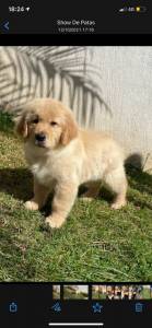 Golden retriever show