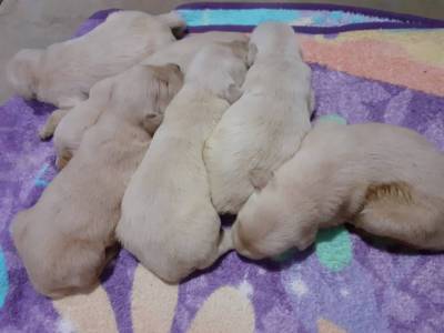 Golden retriever show