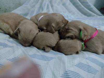 Golden retriever show