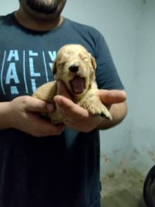 Golden retriever show