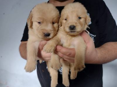 Golden retriever show