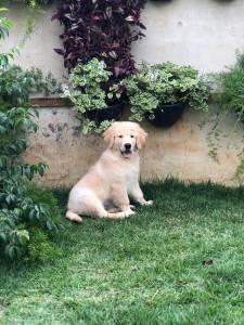 Filhotes Golden retriever padro show pedigree e garantia