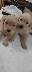 Filhotes Golden retriever padro show pedigree e garantia