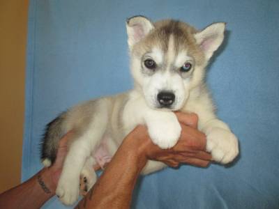 Huskies Siberianos - Quinta Das Capitoas