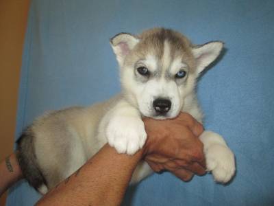 Huskies Siberianos - Quinta Das Capitoas