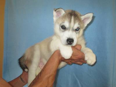 Huskies Siberianos - Quinta Das Capitoas