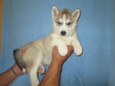 Huskies Siberianos - Quinta Das Capitoas