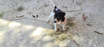 Jack Russel Terrier