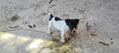 Jack Russel Terrier