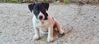 Jack Russel Terrier