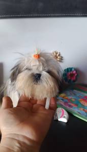 Shih-tzu mini com pedigree LOP