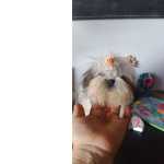 Shih-tzu Shih-tzu mini com pedigree LOP Braga Barcelos