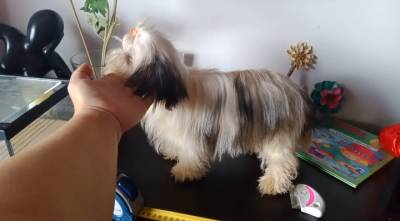 Shih-tzu mini com pedigree LOP