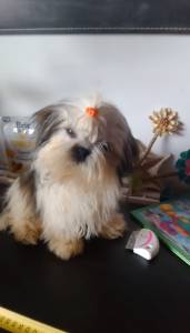 Shih-tzu mini com pedigree LOP