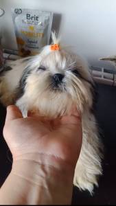 Shih-tzu mini com pedigree LOP