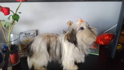 Shih-tzu mini com pedigree LOP