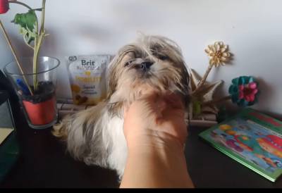 Shih-tzu mini com pedigree LOP