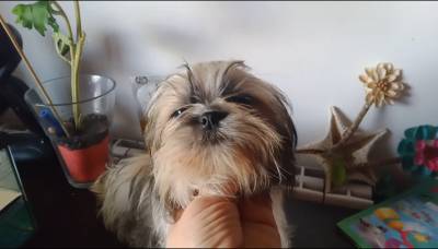 Shih-tzu mini com pedigree LOP