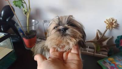 Shih-tzu mini com pedigree LOP