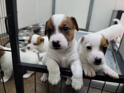 Cachorrinhos Jack Russell Terrier