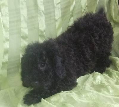 caniche toy preto