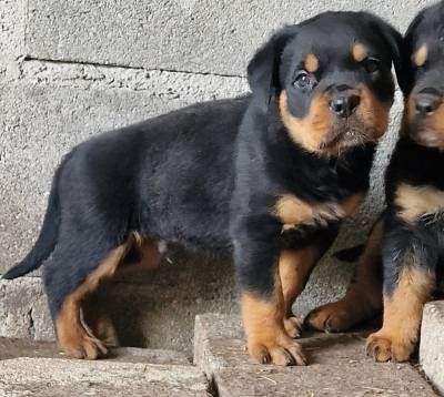 Rottweilers - Canil Of Greatwarriors