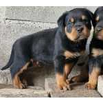 Rottweiler Rottweilers - Canil Of Greatwarriors Portalegre Nisa