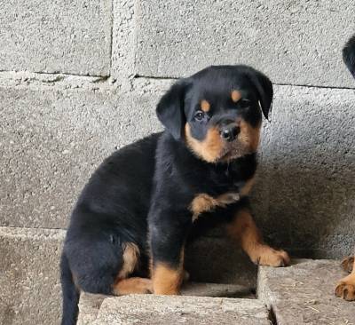 Rottweilers - Canil Of Greatwarriors