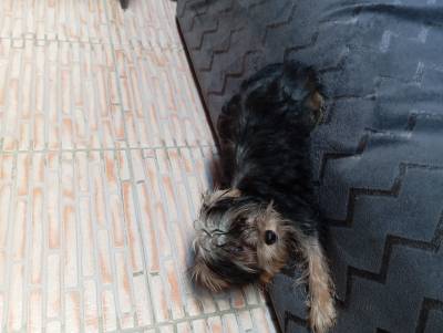 YORKSHIRE  TERRIER FMEA CRIADORA REGISTADA