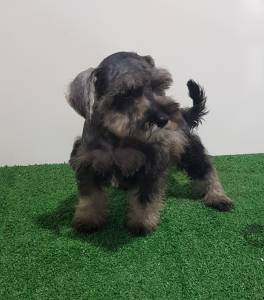 Schnauzer macho