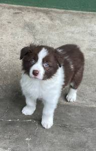 GRACINHAS DE BORDER COLLIES PARA LEVAR PARA CASA AGORA C