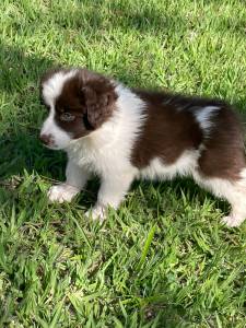 GRACINHAS DE BORDER COLLIES PARA LEVAR PARA CASA AGORA C