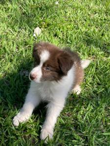 GRACINHAS DE BORDER COLLIES PARA LEVAR PARA CASA AGORA C