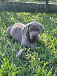 NASCERAM MARAVILHOSOS WEIMARANERS POR AQUI VENHA CONHEC LOS