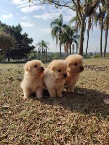 golden muito fofinho a pronta entrega, um pet de família - Cachorros e  acessórios - Pinheiros, São Paulo 1097949230