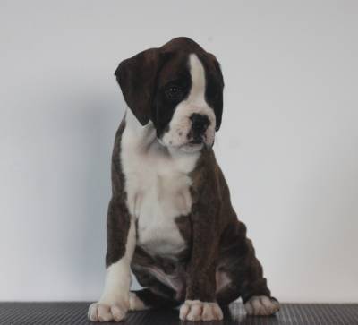 Boxer cachorros disponveis