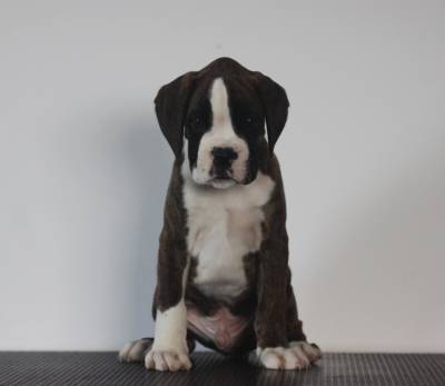 Boxer cachorros disponveis