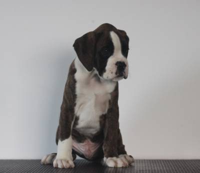 Boxer cachorros disponveis