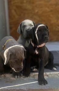 Dogue Alemo azul  e preto 