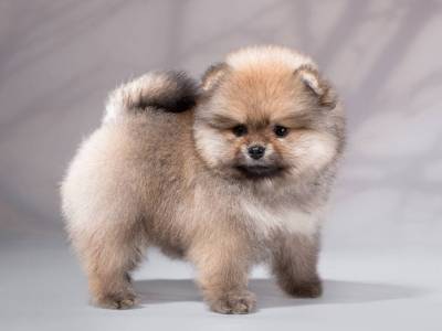 Spitz Alemo ano fmea mini Lulu Pomernia com LOP