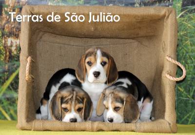 Beagle - Cachorros    