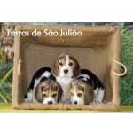 Beagle Beagle - Cachorros     Lisboa Torres Vedras