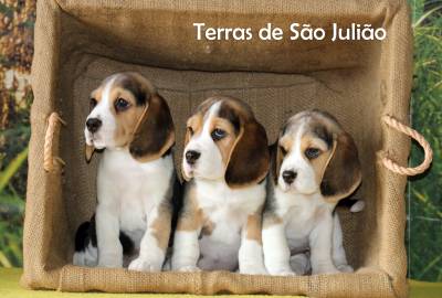 Beagle - Cachorros    