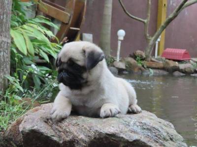 Pug Filhote Macho Tajj Mahall Liiiiiindo Curitiba Microchip Canil Tajj Mahall  Vacina Importada